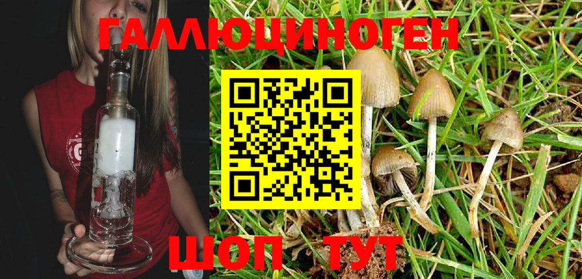 Галлюциногенные грибы Psilocybe Североуральск